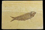 Bargain, Fossil Fish (Knightia) - Green River Formation #183169-1